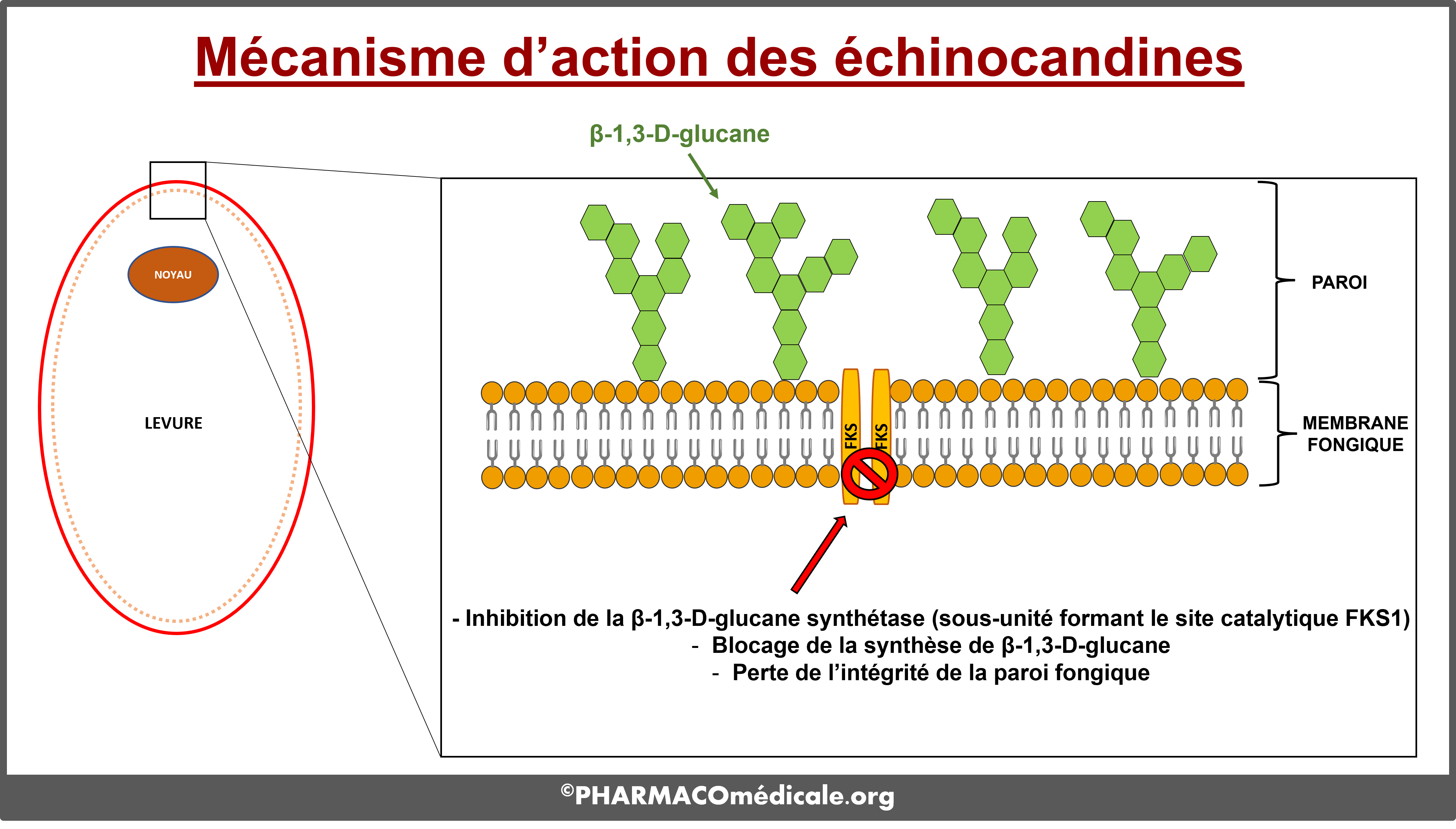 Mécanisme action echinocandines