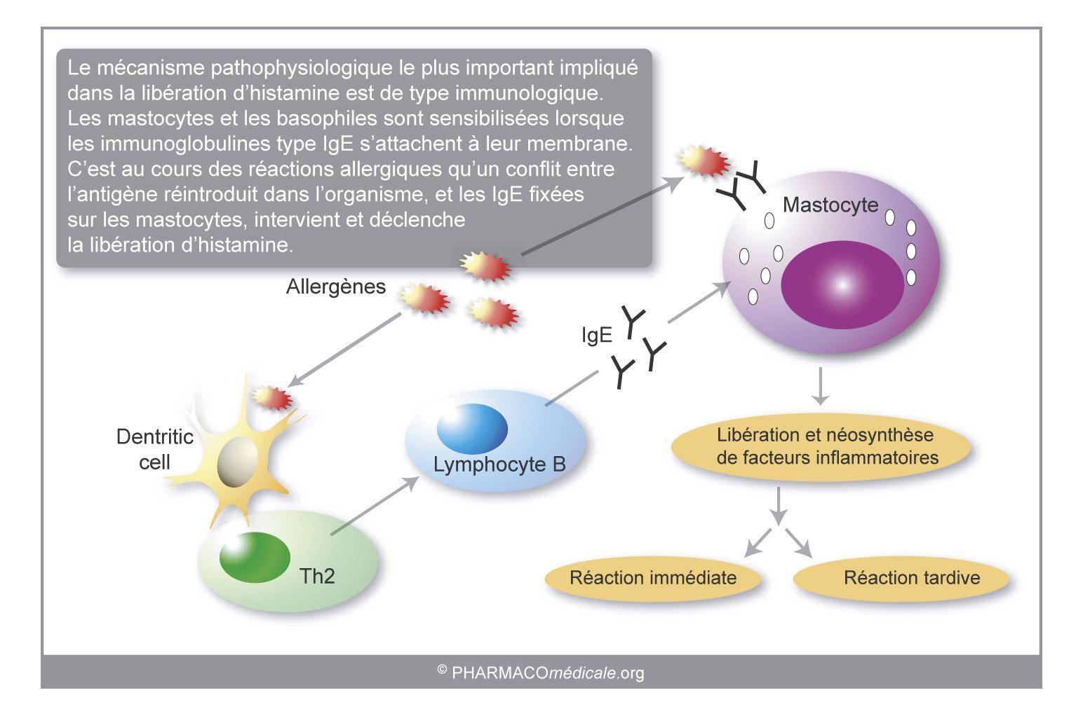 Anti histaminiques H1 sauf Comme Anxiolytiques Ou Comme Hypnotiques 