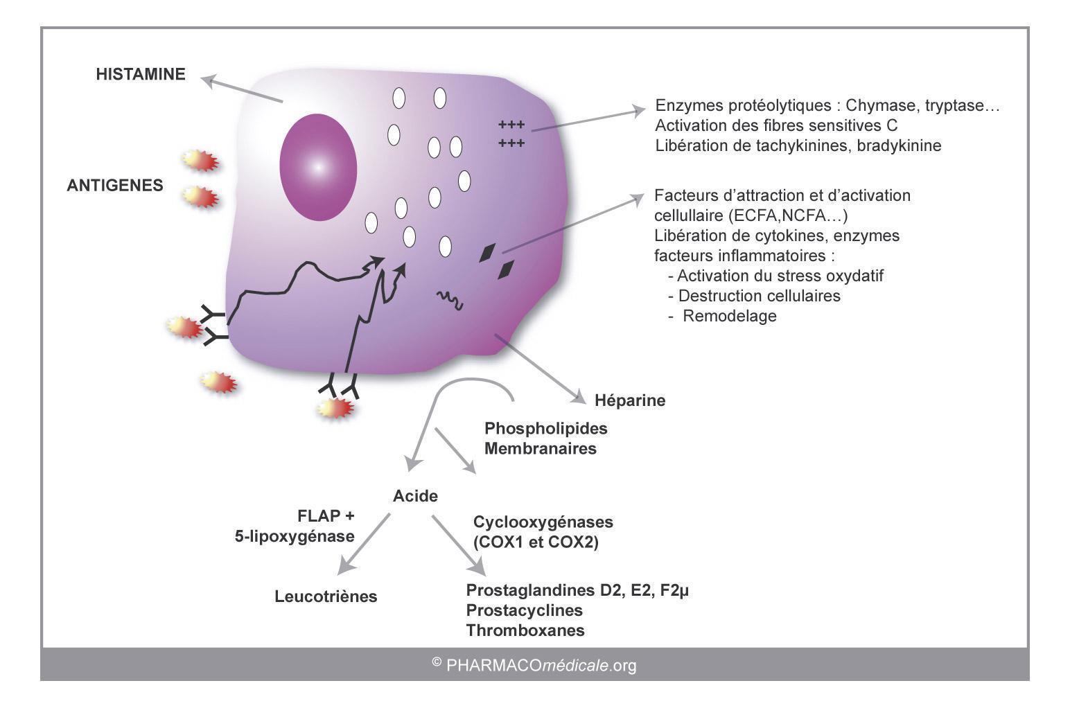 Anti histaminiques H1 sauf Comme Anxiolytiques Ou Comme Hypnotiques 